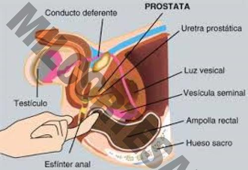 3313316140 masajes-eroticos Guadalajara 14216 mileroticos tántrico erótico